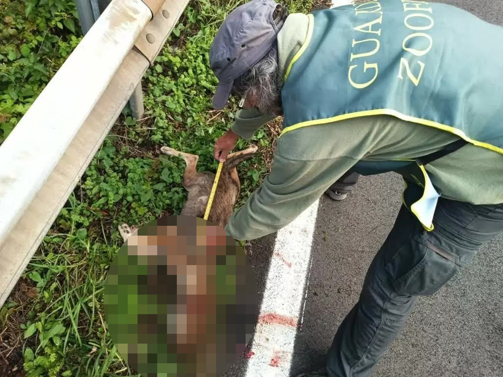 Rocca di Papa – Cucciolo di lupo investito e ucciso