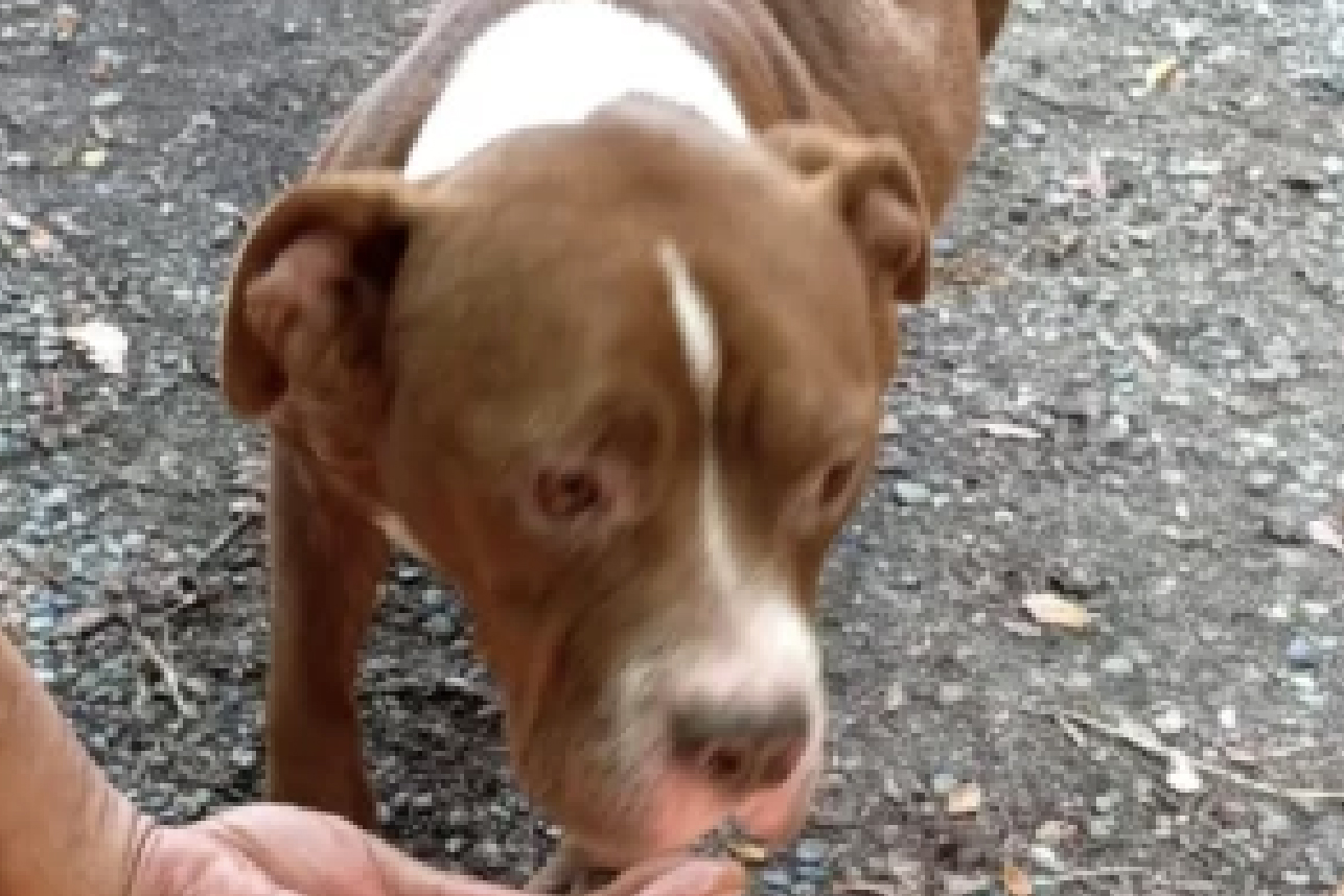 Alessandria – Cani abbandonati a loro stessi in una casa disabitata, salvati dalle guardie zoofile dell’Oipa