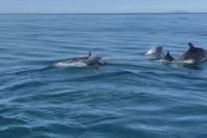 La danza di un branco di delfini nelle acque di Santa Marinella (FOTO)