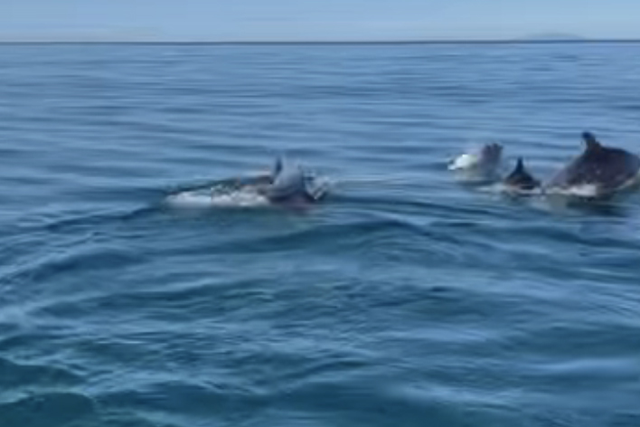 La danza di un branco di delfini nelle acque di Santa Marinella (FOTO)