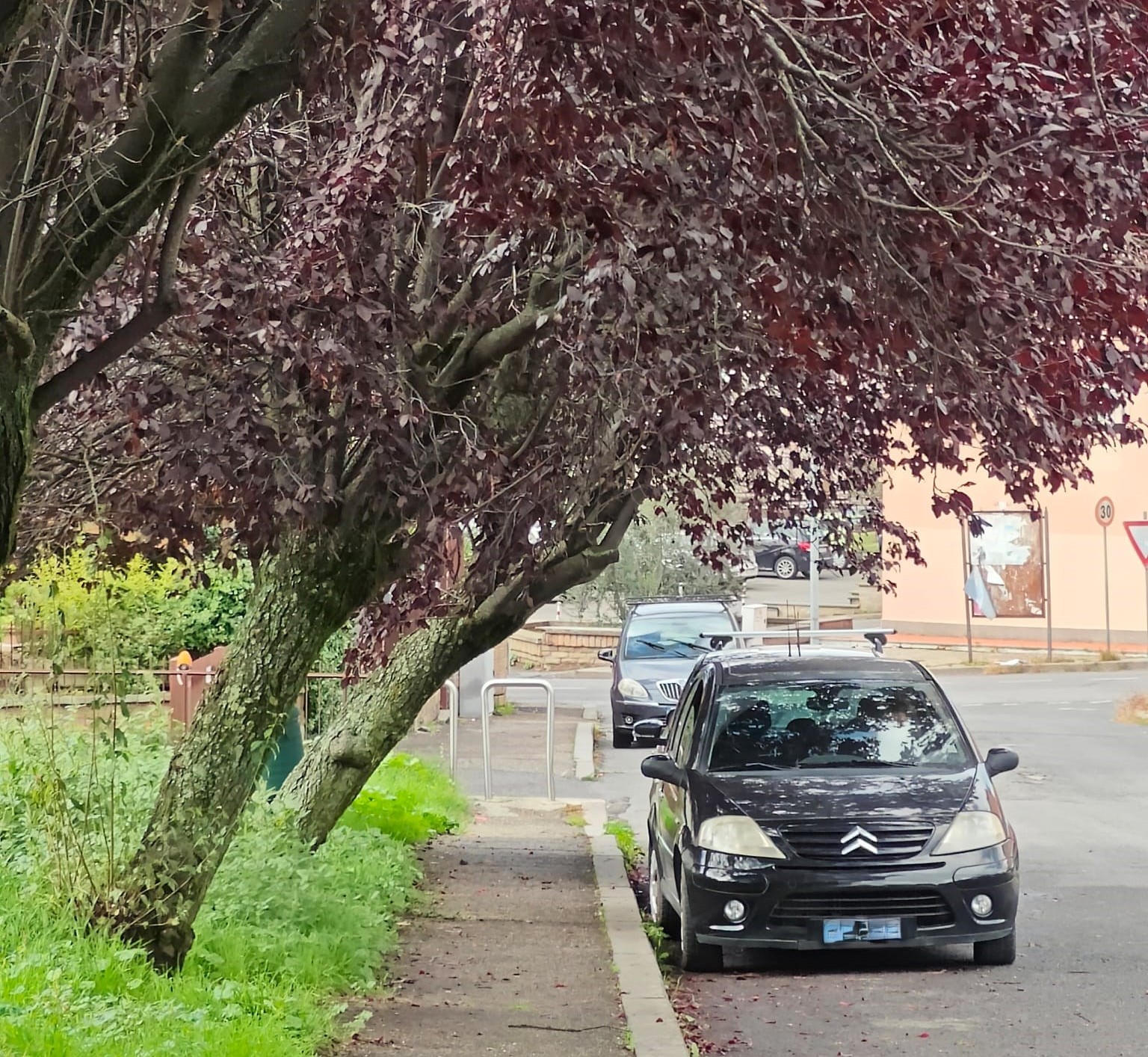 Viterbo – Grotticella, alberi mai manutentati pronti a cadere su auto e famiglie
