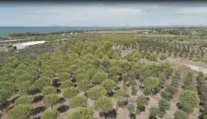 Civitavecchia, il Bosco Enel di 40 ettari potrebbe diventare un mega parcheggio: la rivolta del WWF