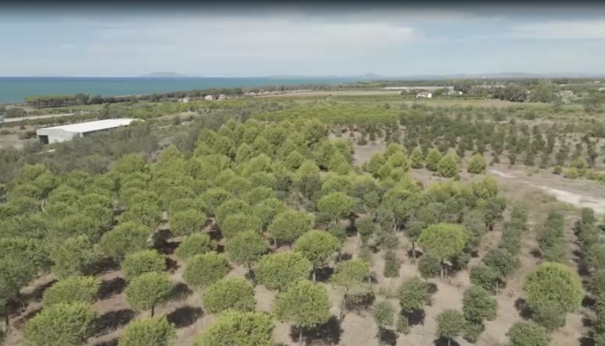 Civitavecchia, il Bosco Enel di 40 ettari potrebbe diventare un mega parcheggio: la rivolta del WWF