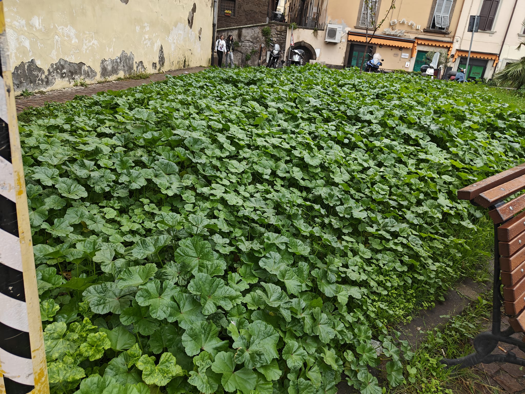 Viterbo – Campi di zucche per Halloween? No, è la solita erba incolta che avvolge la città (FOTO)