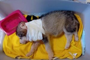 Parma – Smantellato un allevamento abusivo, i cuccioli salvati cercano casa