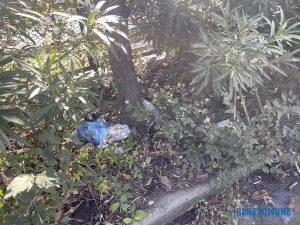 Viterbo – La denuncia della consigliera Ciambella: “Viale Romiti nel degrado, è inaccettabile”