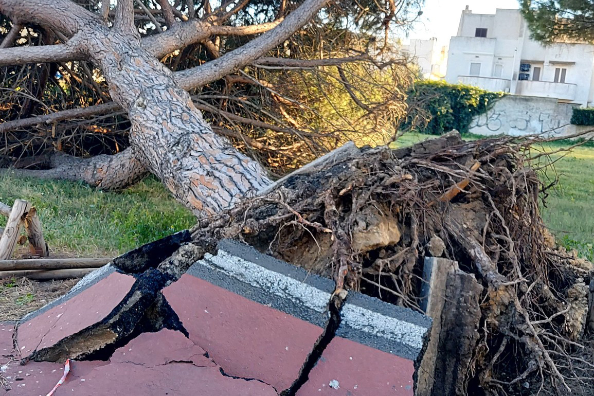 Tarquinia – Paura al lido, grosso pino cade vicino all’area giochi (FOTO)