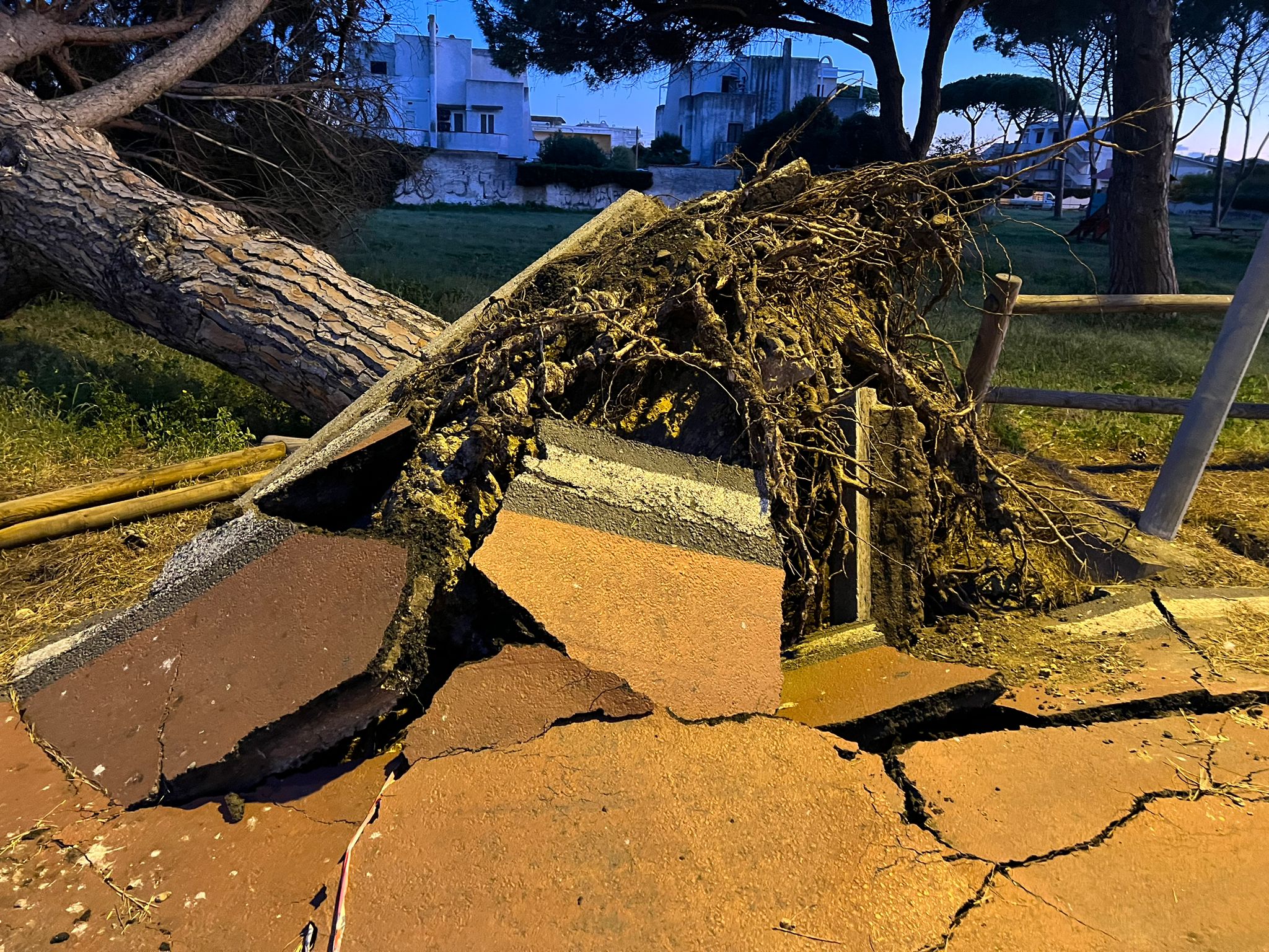 Tarquinia – Grosso pino caduto al lido, tragedia solamente sfiorata (FOTO)