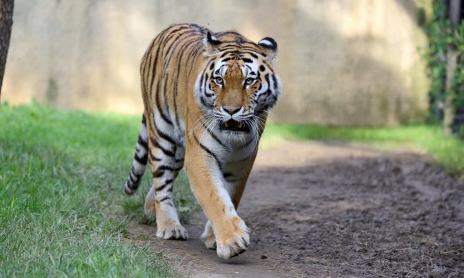 Dopo il leone di Ladispoli ecco la tigre (fantasma) di Ardea