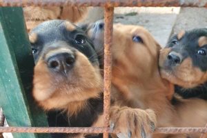 Tarquinia – Tre simpatici cuccioli cercano casa! (FOTO)