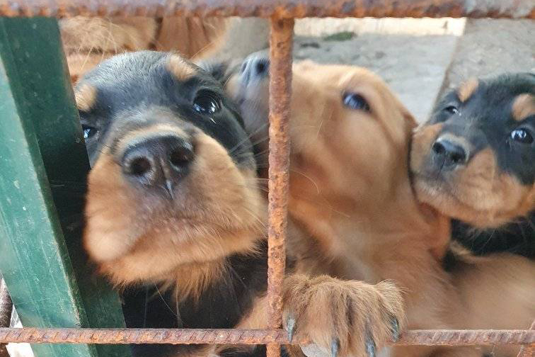 Tarquinia – Tre simpatici cuccioli cercano casa! (FOTO)