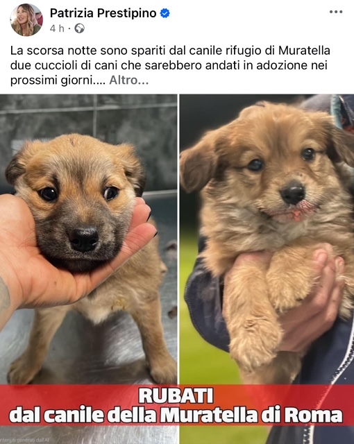 Roma: Prestipino, spariti due cuccioli da canile rifugio Muratella
