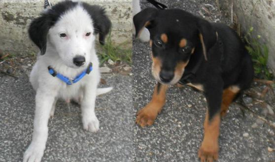 Ceprano – Due cani seviziati ed uccisi nel giro di pochi giorni, indagano i Carabinieri