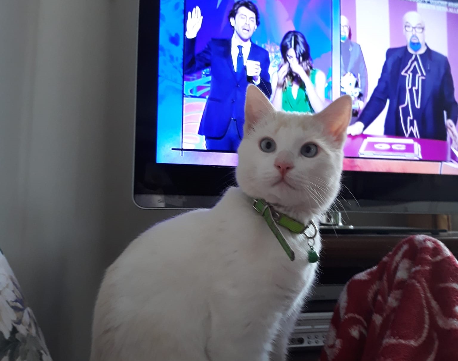 Montalto – Addio al gatto Fiocco, falciato da un pirata nel centro abitato: monta la rabbia via social