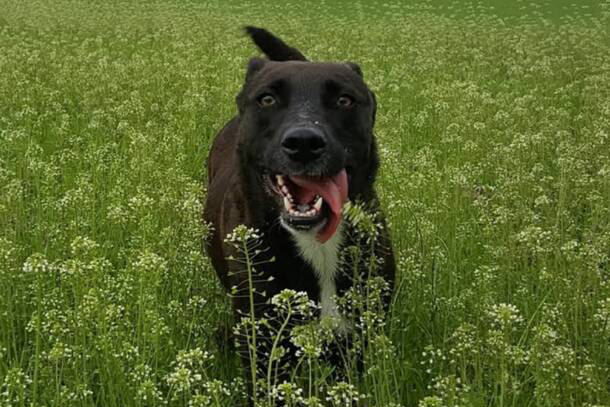 Botti di Capodanno – Cane muore di paura al canile di Busto Arsizio, stava per essere adottato