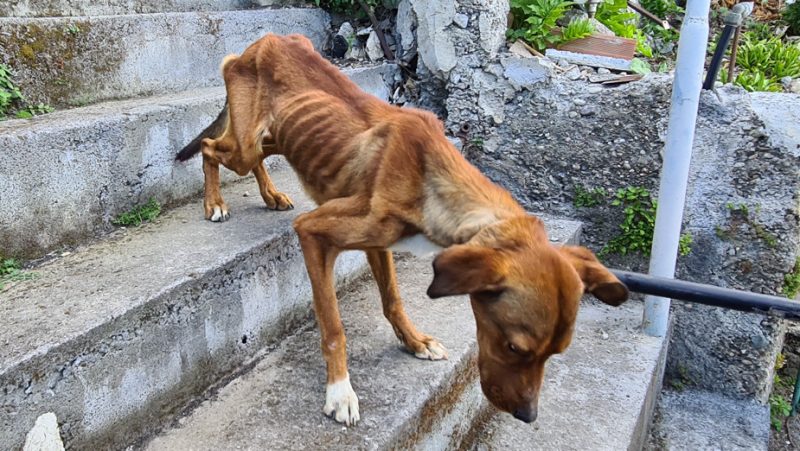 Maltrattamento animali, sequestrati 26 cani da cc forestale