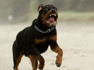 Viterbo – Rottweiler liberi in strada, la polizia li porta al proprietario e trova in casa una “fabbrica” di droga