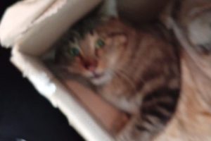Tarquinia – Gatto investito alla zona artigianale: “Si trova all’ambulatorio Marvet”