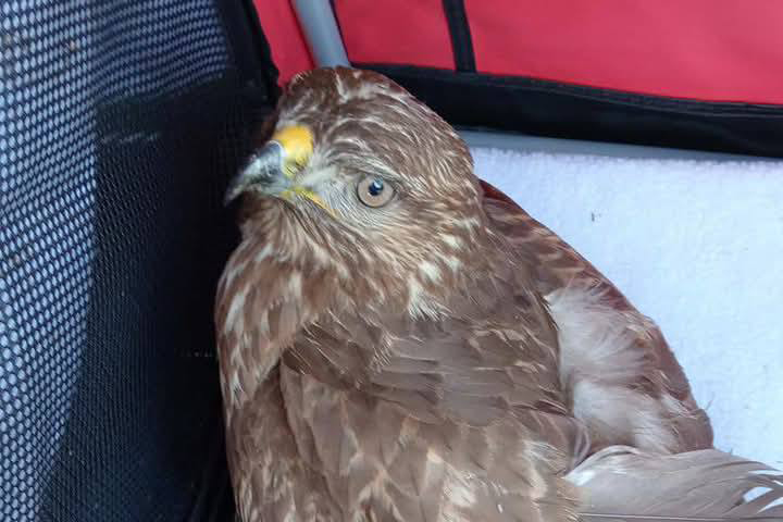 Cerveteri – Poiana debilitata e in difficoltà, consegnata al centro Centro Lipu di Ostia (FOTO)