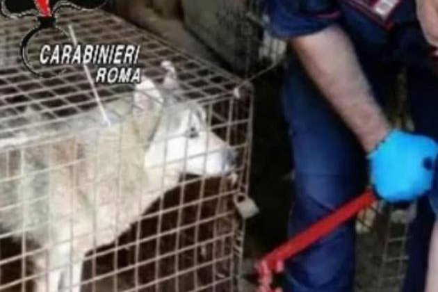 Ponzano Romano – Scovato un canile lager, sequestrati 228 husky tenuti in pessime condizioni (FOTO)