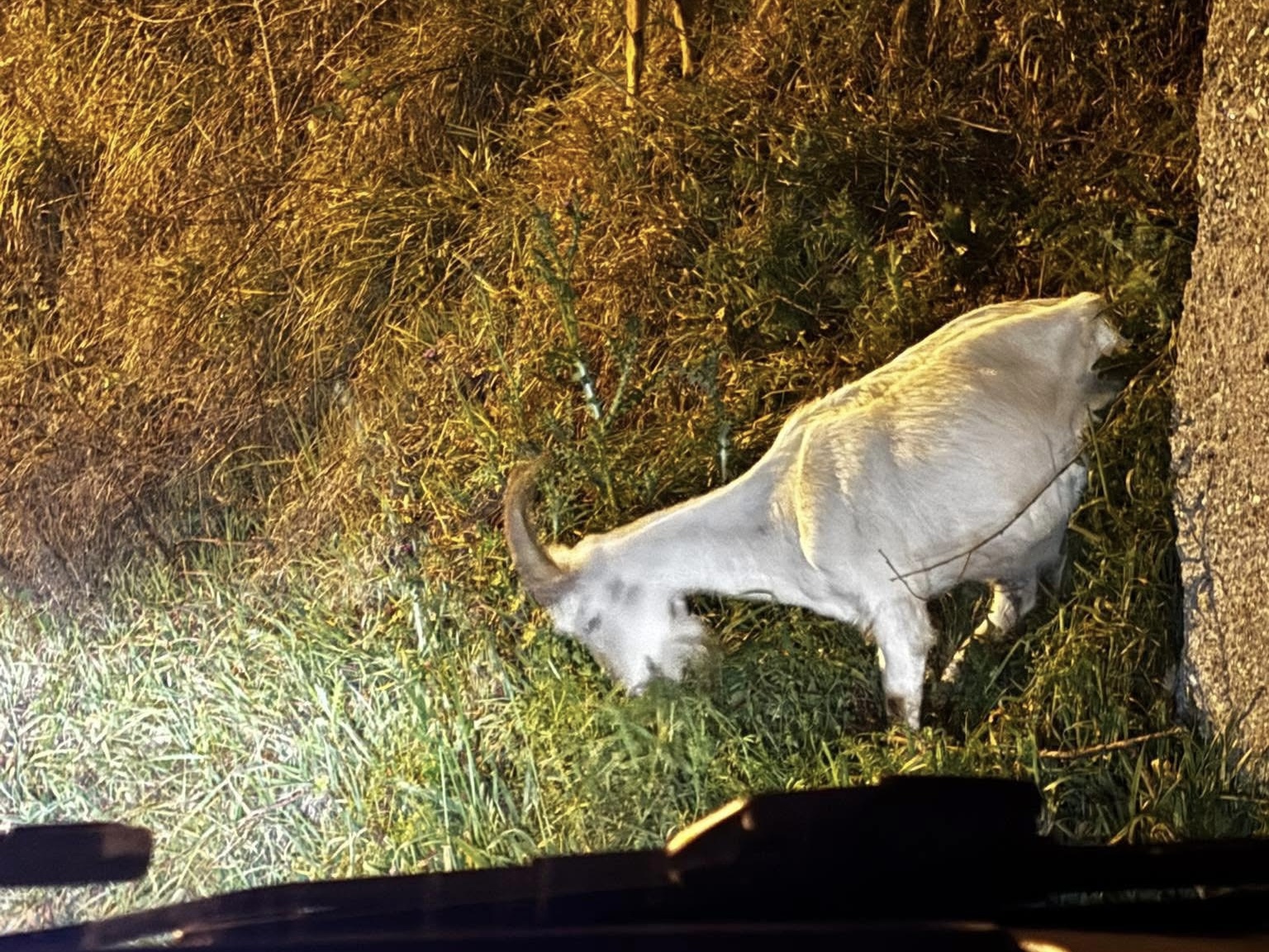 Montefiascone – Due capre a spasso sulla Cassia, allertati i Carabinieri (FOTO)