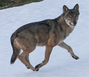 Coreno Ausonio – Esemplare di lupo grigio appenninico travolto e ucciso da un’auto