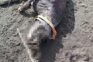 Tarquinia – Mistero su un cane morto trovato sulla spiaggia: “È stato bruciato oppure è annegato?” (FOTO)