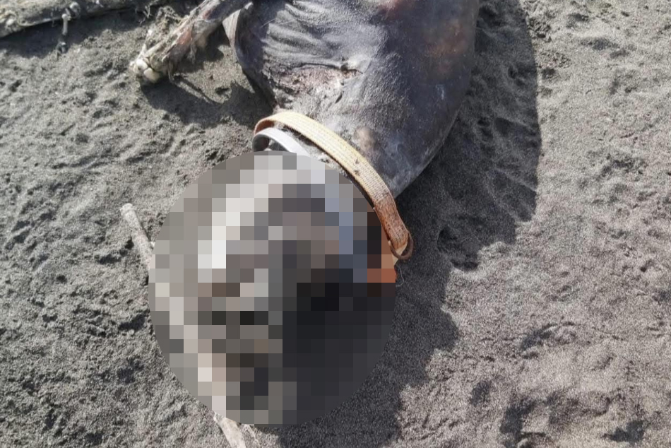 Tarquinia – Mistero su un cane morto trovato sulla spiaggia: “È stato bruciato oppure è annegato?” (FOTO)