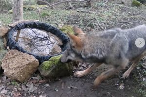 Il cane Destiny sacrifica la sua vita e salva il suo piccolo padrone da un lupo
