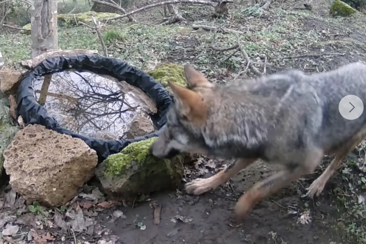 Il cane Destiny sacrifica la sua vita e salva il suo piccolo padrone da un lupo