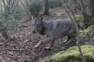 Terni – Bimba di 4 anni aggredita da un animale: “È stato un lupo”