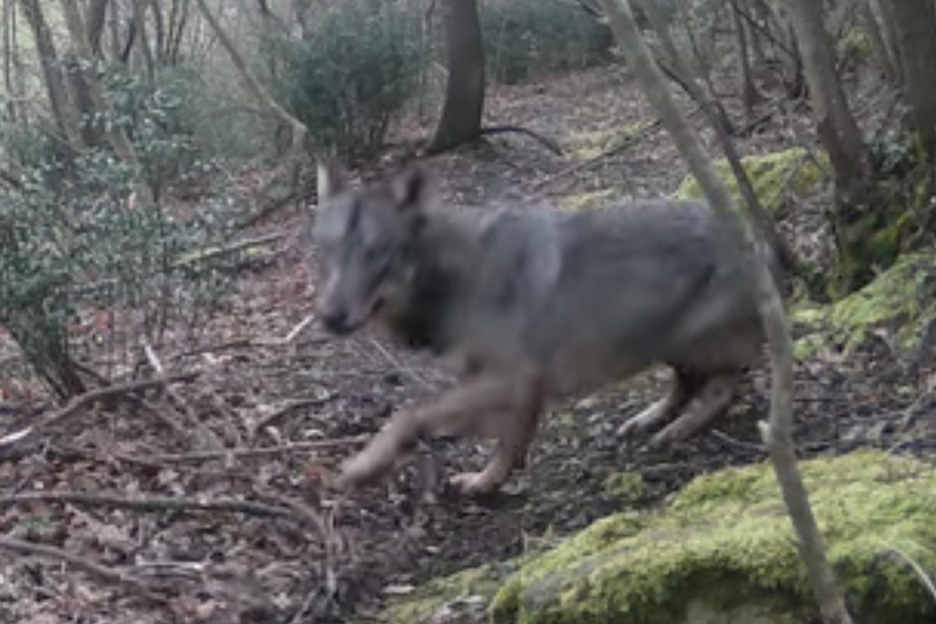 Terni – Bimba di 4 anni aggredita da un animale: “È stato un lupo”
