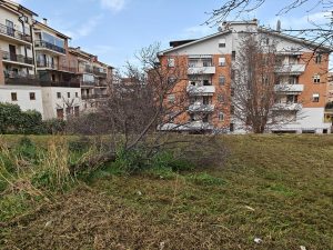 Viterbo – Grotticella, l’amministrazione fa “slalom” tra le piante crollate al suolo e quelle pericolanti