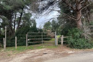 Tarquinia – Tra i boschi dilagano i supermarket della droga: “Cocaina e hashish a metà prezzo” (FOTO)