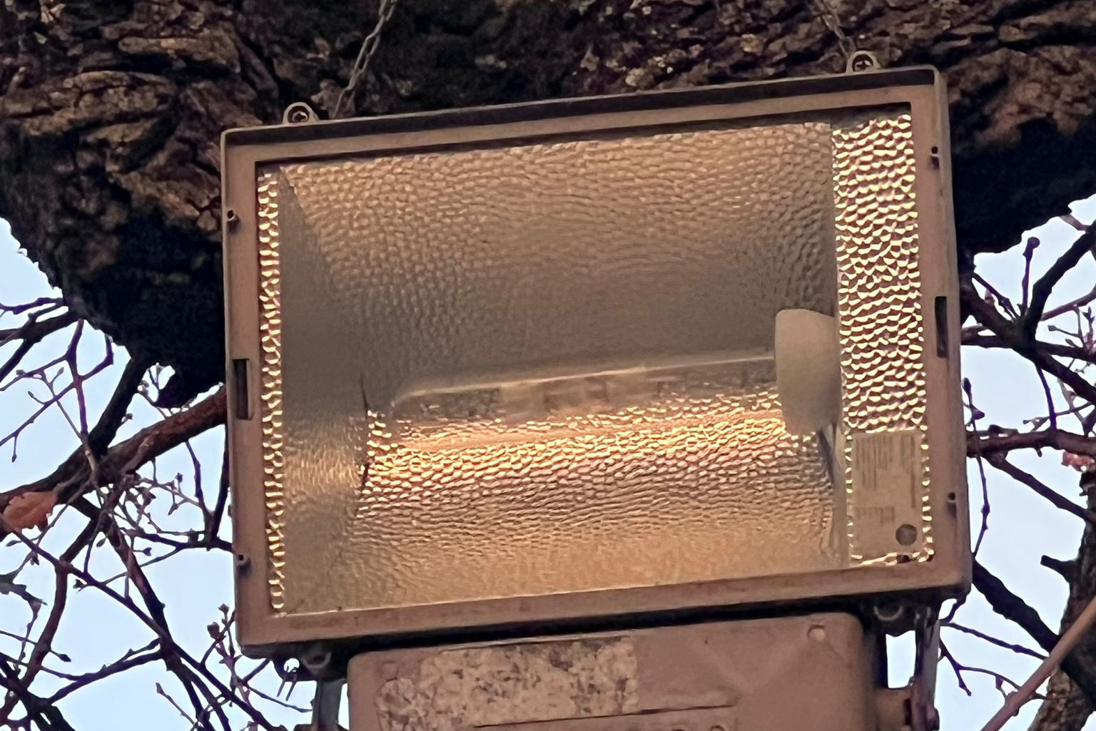 Viterbo – Fare Verde: “Rimosso faro incatenato a una quercia secolare, grazie ai Vigili del fuoco”