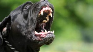 Palermo – 84enne ucciso dai cani del vicino