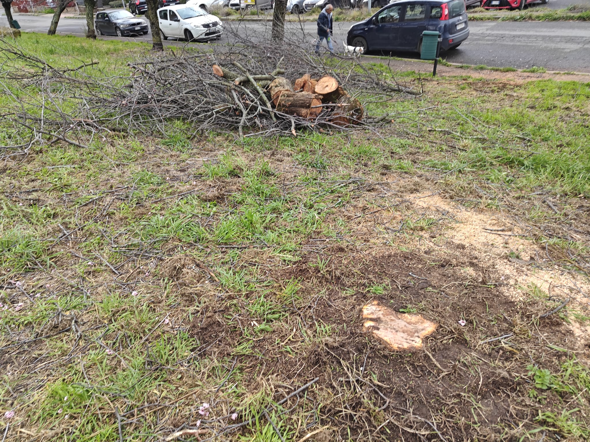 Viterbo – Grotticella, dopo mesi di segnalazioni finalmente il taglio degli alberi pericolanti