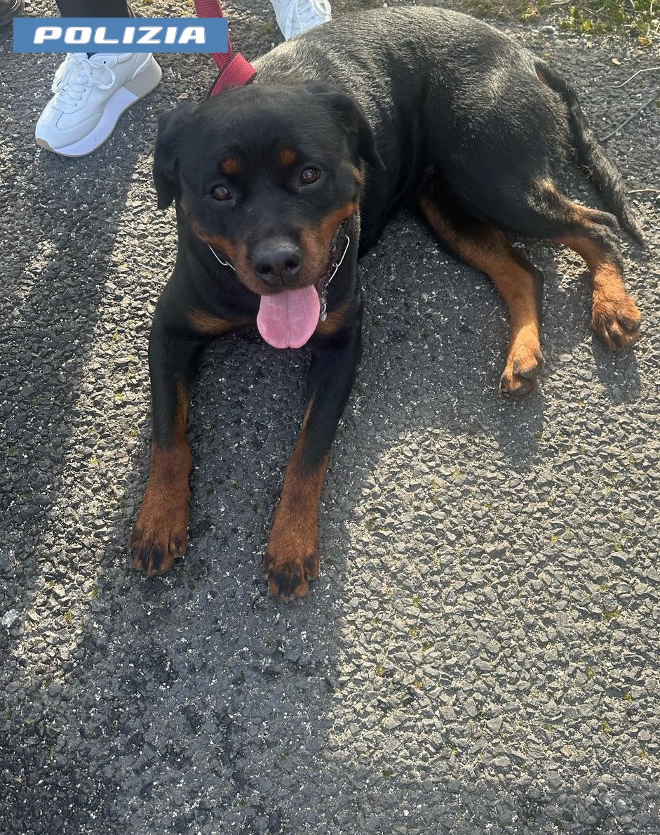 Roma – Cani rottweiler sulla corsia di emergenza del GRA, salvati dalla polizia