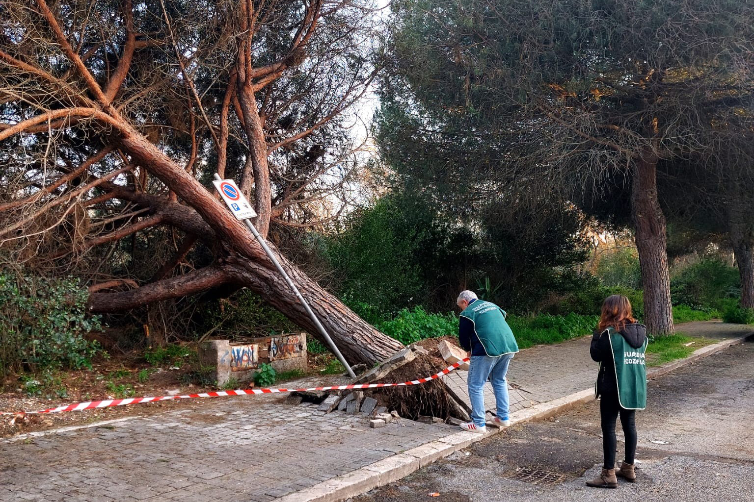 Ladispoli – Crolla un pino in via dei Delfini, sfiorata la tragedia (FOTO)