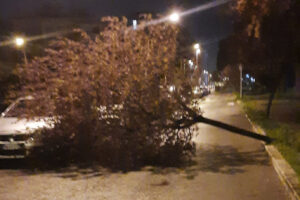 Ladispoli – Albero cade addosso a un’auto in via Claudia