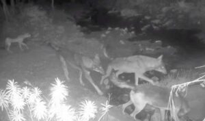 Viterbo – Allarme branco di lupi tra San Martino e Tobia: attaccate pecore e capre, cane trovato morto