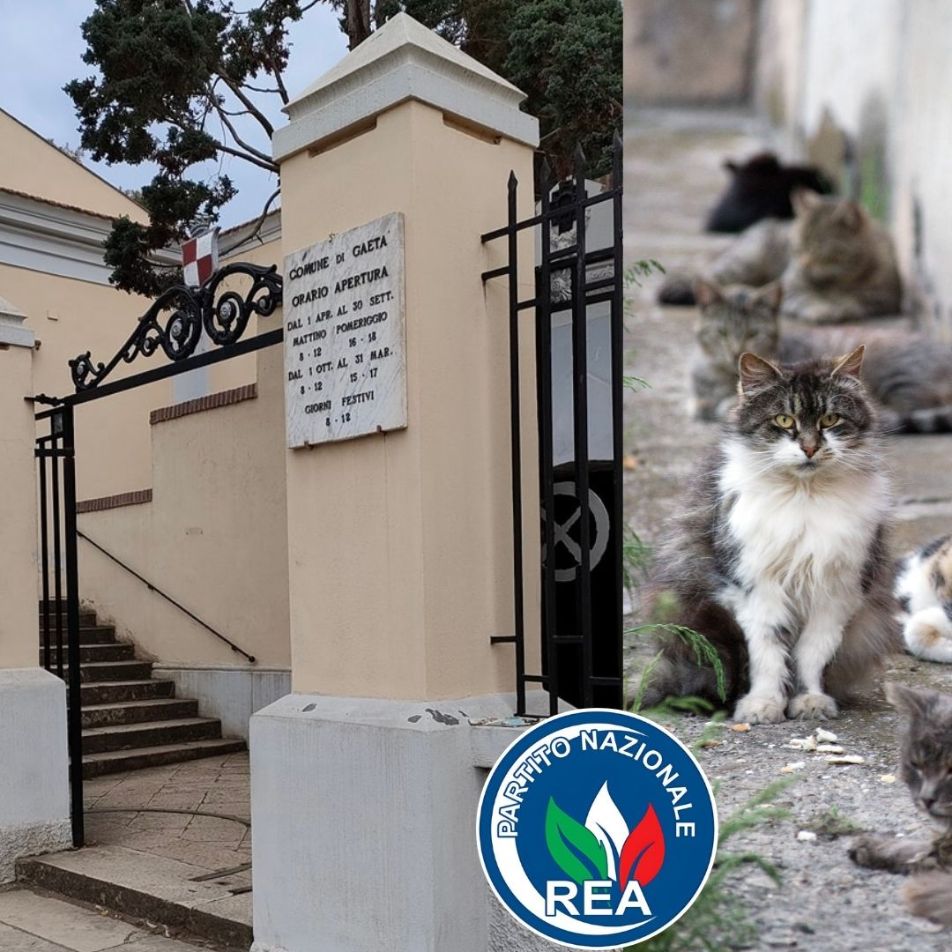 Vietato l’ingresso ai gatti nel cimitero di Gaeta: “Si tratta di una colonia regolarmente censita”
