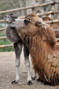 Festa del Papà, ingresso gratuito al Bioparco per tutti i papà ed i nonni