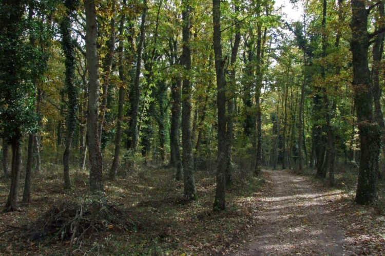 Ladispoli – Uomo colto da infarto, infermiere di passaggio gli salva la vita