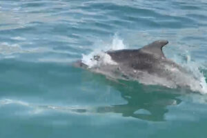 Civitavecchia – La splendida danza dei delfini dà il benvenuto alla primavera (VIDEO)