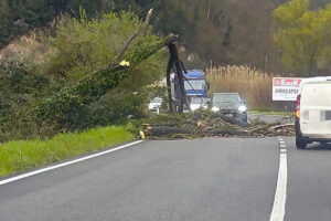 Sutri – Crolla un albero sulla Cassia sud, traffico in tilt per ore