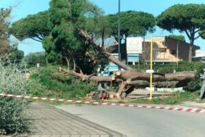 Montalto di Castro – Grosso pino a terra sulla rotonda del Palombaro