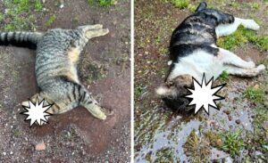 Tuscania – Gatti uccisi in via Cesari Battisti, torna l’incubo bocconi avvelenati