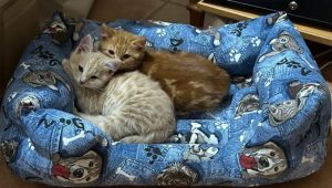 Delle persone stanno rapendo i gatti di Fiumicino, è caccia all’uomo