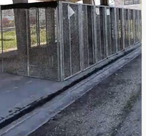 Viterbo – Trenta cani salvati da rifugio abusivo, trovati in pessime condizioni
